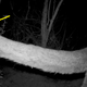 Not a good sign: a kinked tail is evidence of inbreeding and a lack of genetic diversity among cougars.